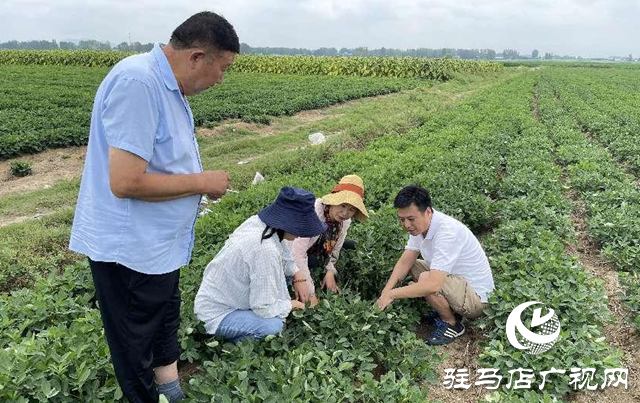 泌陽縣：農(nóng)技服務到田間 助農(nóng)增收促振興