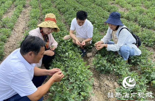 泌陽縣：農(nóng)技服務到田間 助農(nóng)增收促振興