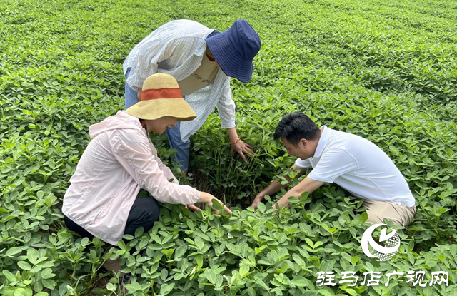泌陽縣：農(nóng)技服務到田間 助農(nóng)增收促振興