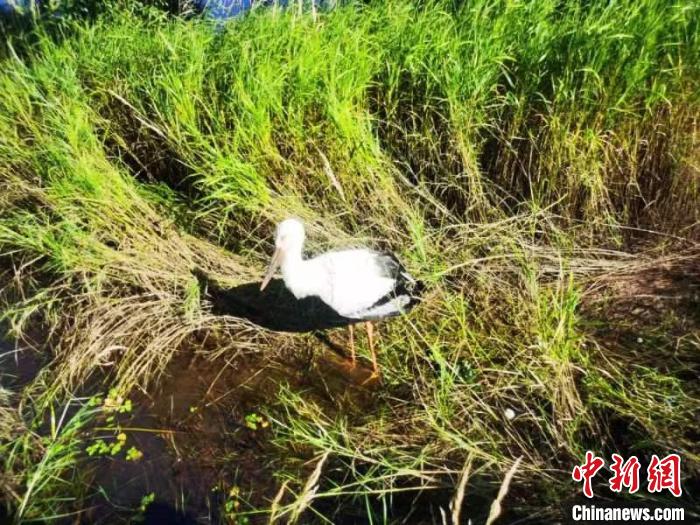 國家一級保護(hù)鳥類東方白鸛跌落水塘 幸被民警救助