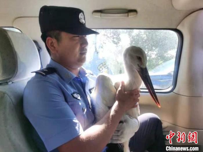 國家一級保護(hù)鳥類東方白鸛跌落水塘 幸被民警救助