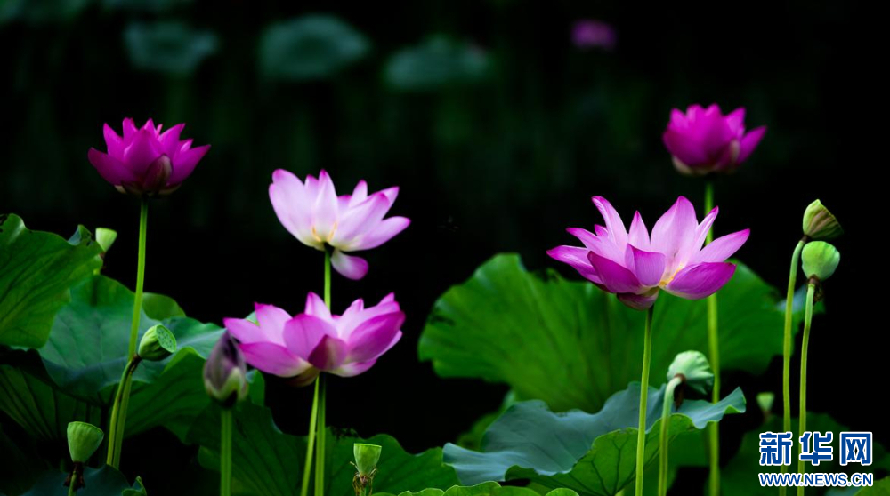 聽風(fēng)賞荷正當(dāng)時 盛夏荷塘美如畫