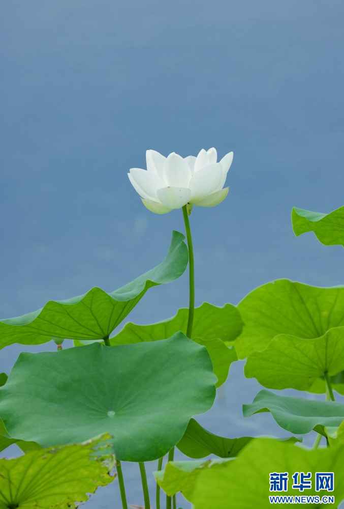 聽風(fēng)賞荷正當(dāng)時 盛夏荷塘美如畫