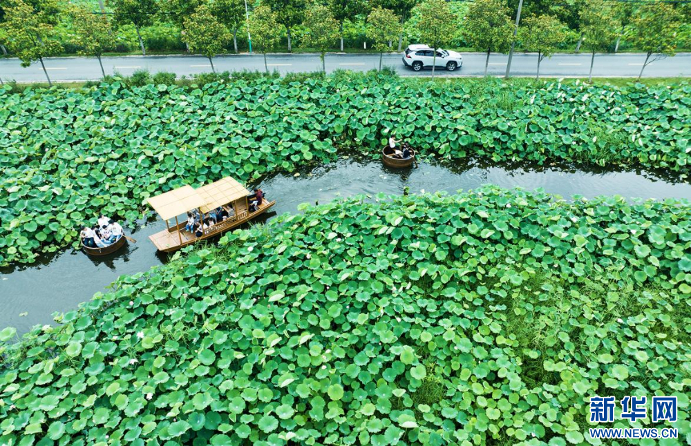 聽風(fēng)賞荷正當(dāng)時 盛夏荷塘美如畫