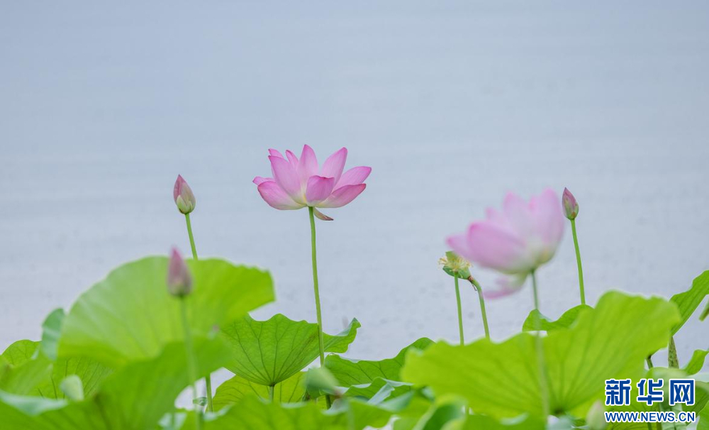 聽風(fēng)賞荷正當(dāng)時 盛夏荷塘美如畫