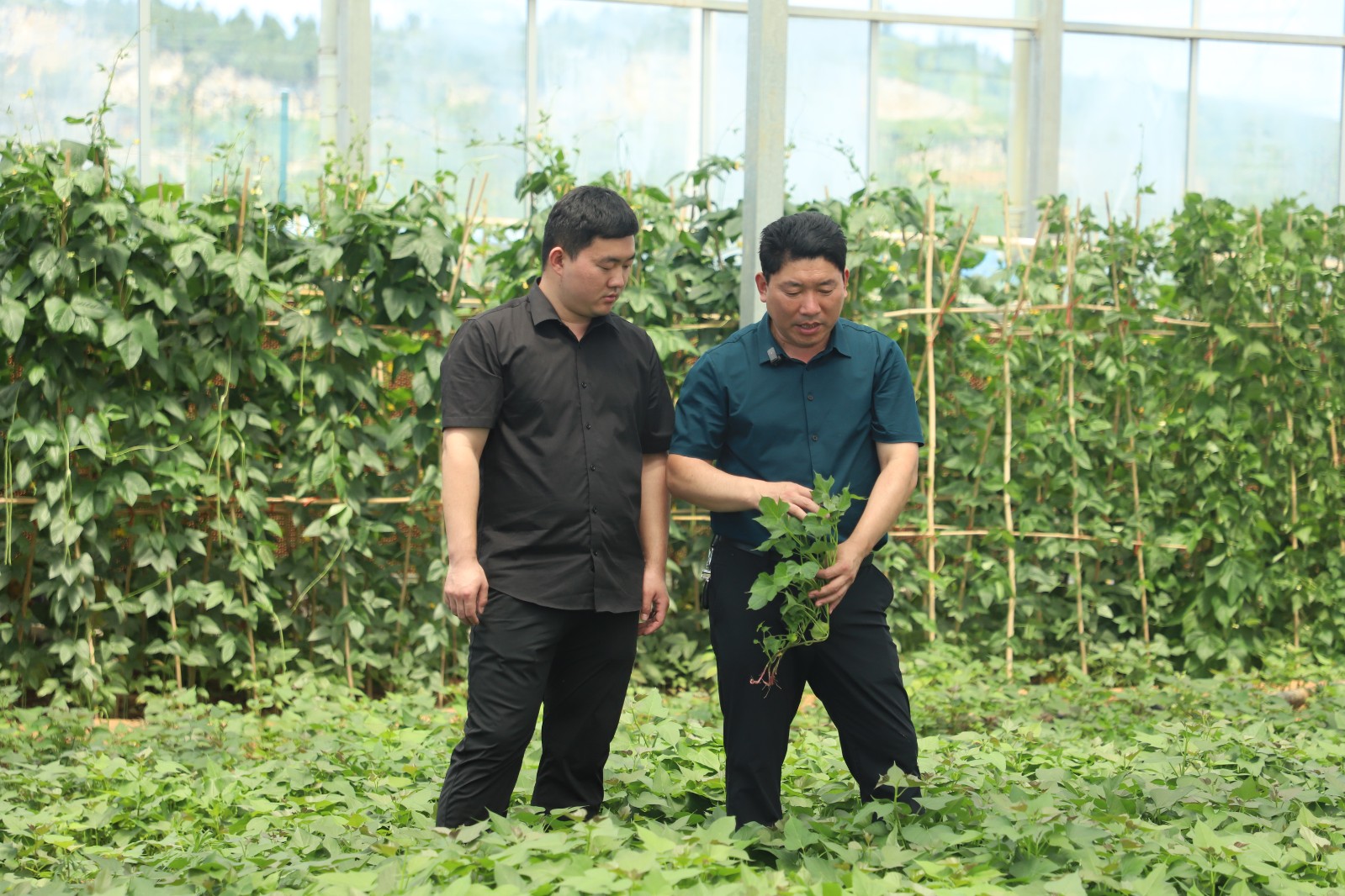 渠水長(zhǎng)流正青春丨長(zhǎng)在紅旗渠畔，95后青年追逐“薯”于家鄉(xiāng)的“大產(chǎn)業(yè)”夢(mèng)想