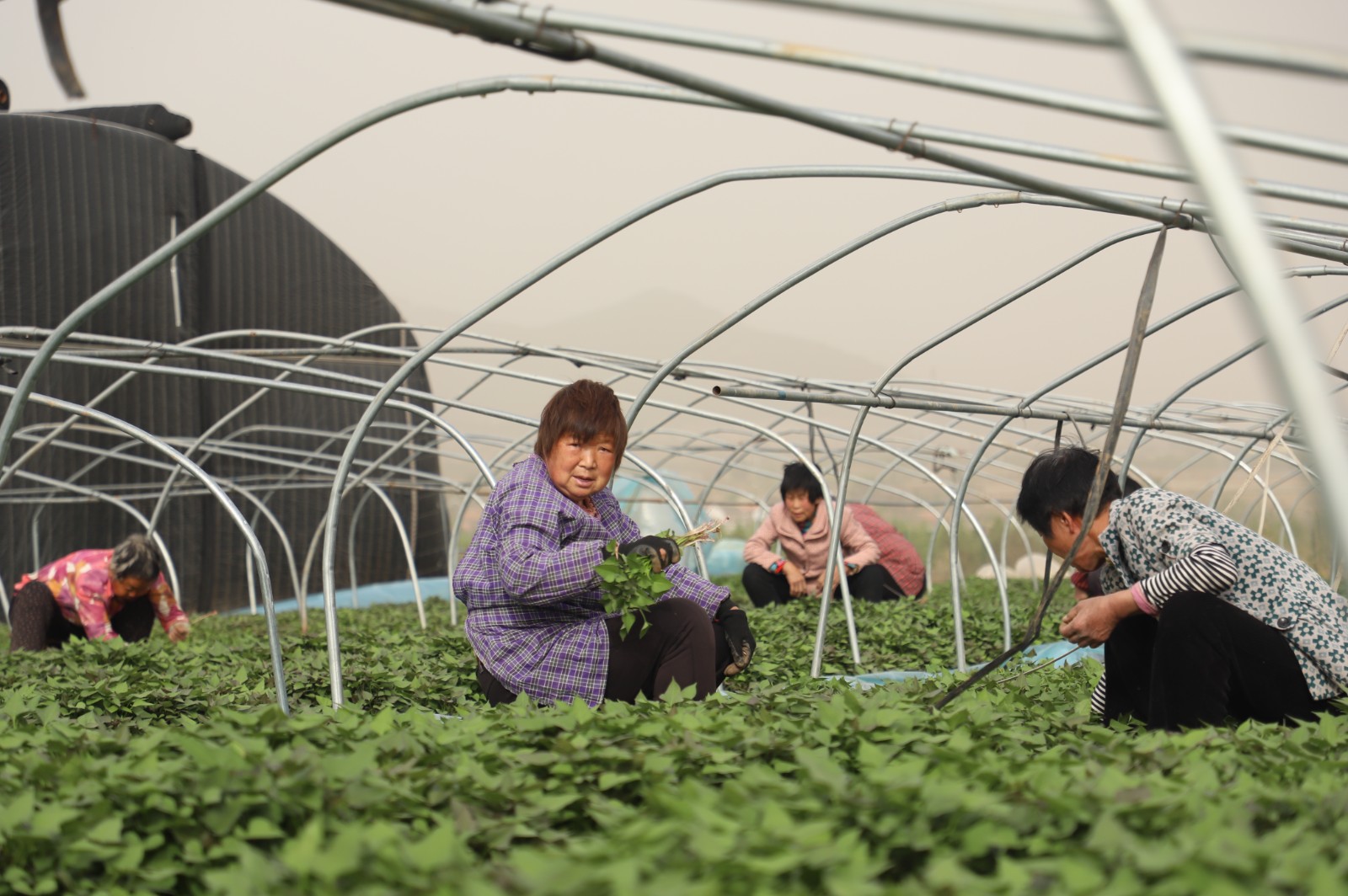 渠水長(zhǎng)流正青春丨長(zhǎng)在紅旗渠畔，95后青年追逐“薯”于家鄉(xiāng)的“大產(chǎn)業(yè)”夢(mèng)想