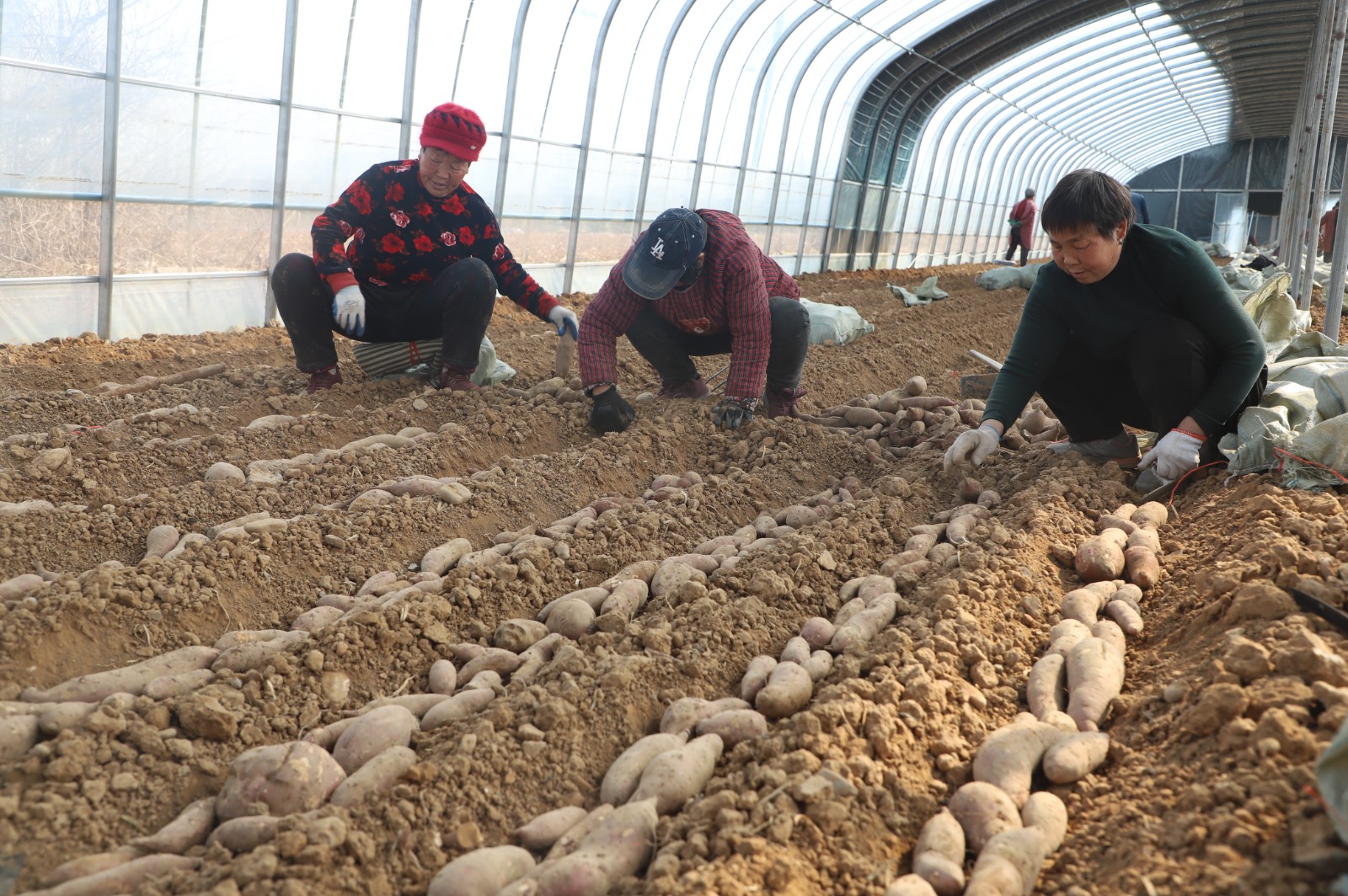 渠水長(zhǎng)流正青春丨長(zhǎng)在紅旗渠畔，95后青年追逐“薯”于家鄉(xiāng)的“大產(chǎn)業(yè)”夢(mèng)想