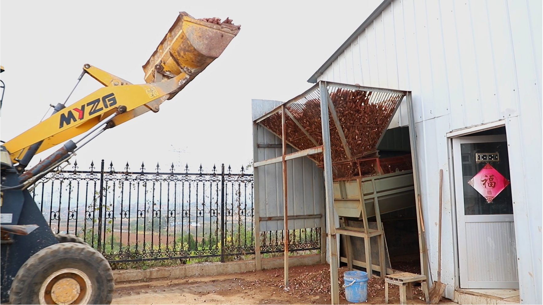 渠水長(zhǎng)流正青春丨長(zhǎng)在紅旗渠畔，95后青年追逐“薯”于家鄉(xiāng)的“大產(chǎn)業(yè)”夢(mèng)想