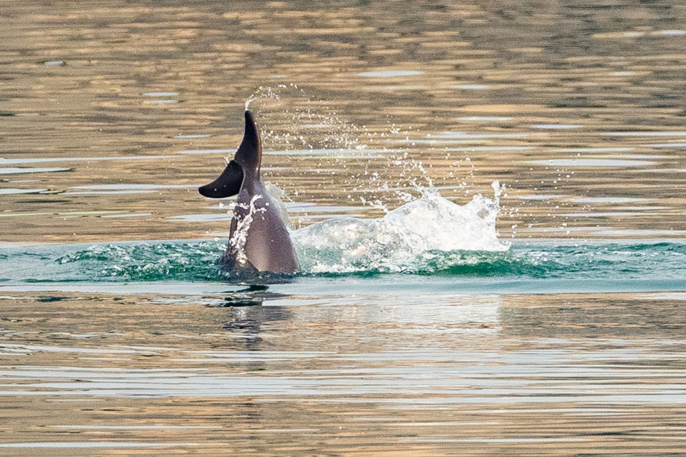 鏡觀·領(lǐng)航丨母親河的保護(hù)與發(fā)展，總書記這樣把脈定向