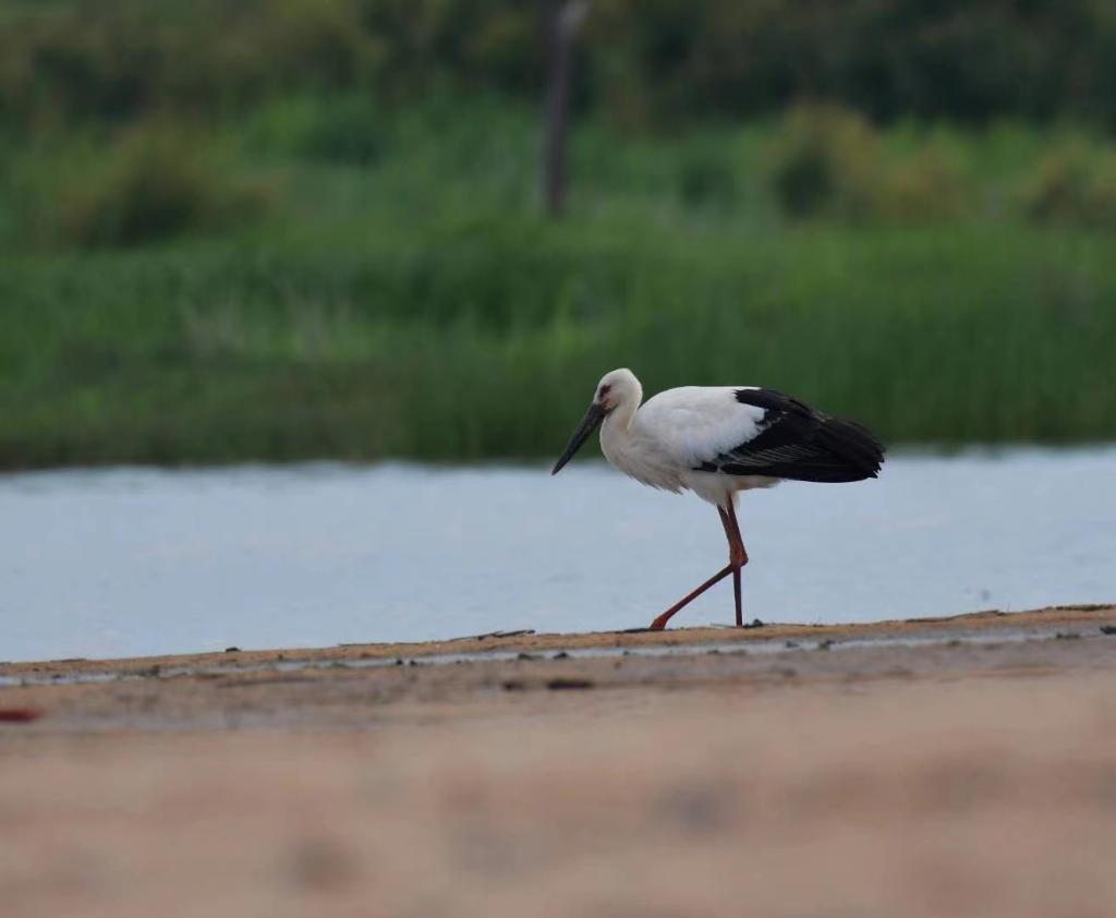 新時代新征程新偉業(yè)·習近平總書記關(guān)切事丨讓萬里山河更加多姿多彩——美麗中國建設(shè)一線故事