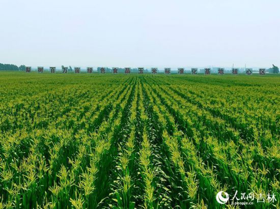 跟著總書(shū)記看中國(guó)丨吉林黑土地上筑起中國(guó)大糧倉(cāng)