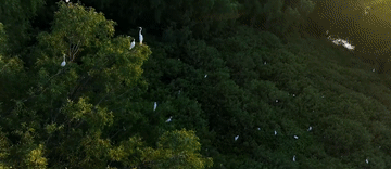 微視頻|你身邊的這抹綠色 總書記深深牽掛