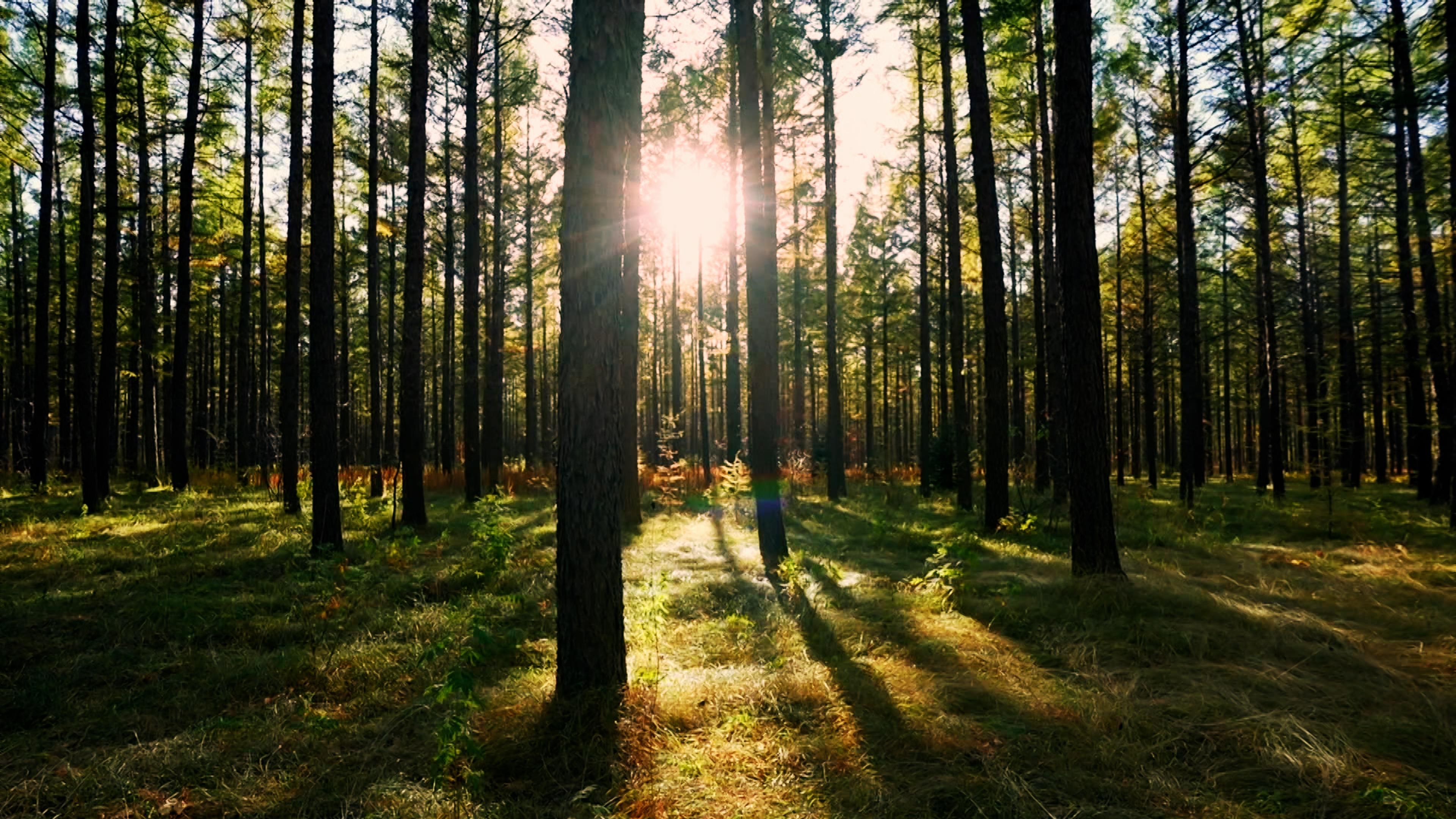 綠水青山帶笑顏丨一棵松繁衍出一片“?！? /></p>
<p>2021年，習(xí)近平總書記在考察塞罕壩機(jī)械林場(chǎng)時(shí)，強(qiáng)調(diào)要傳承好塞罕壩精神，深刻理解和落實(shí)生態(tài)文明理念。</p>
<p style=
