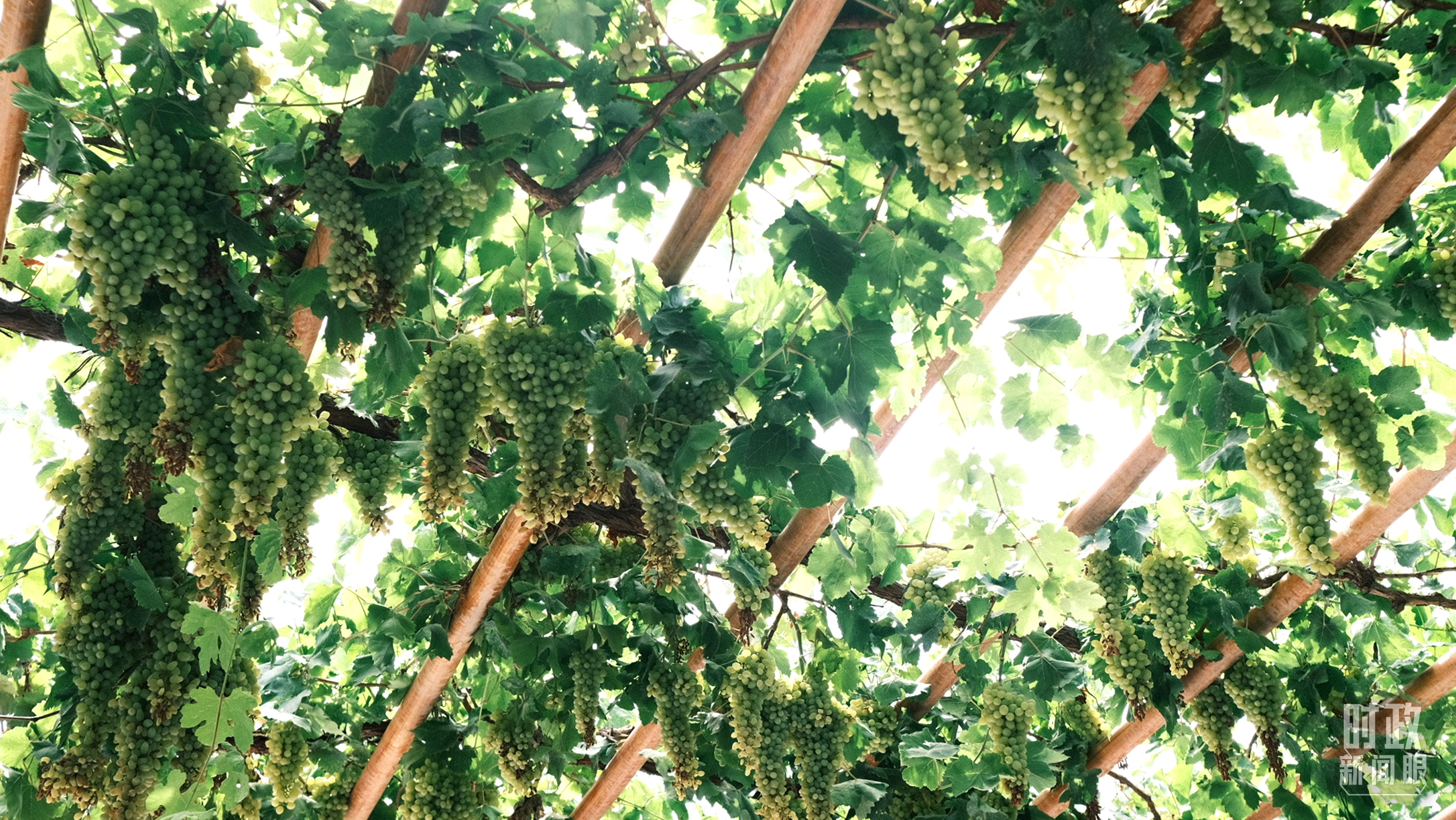 時(shí)政新聞眼丨在烏魯木齊專門聽取匯報(bào)，習(xí)近平對新疆工作作出這些重要部署