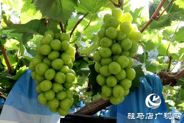 泌陽(yáng)縣春水鎮(zhèn)鄧灣村：葡萄掛滿藤 “葡”寫致富曲