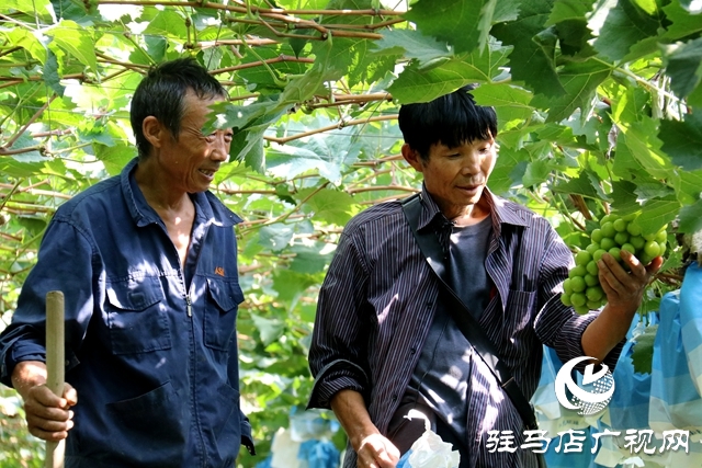 泌陽(yáng)縣春水鎮(zhèn)鄧灣村：葡萄掛滿藤 “葡”寫致富曲