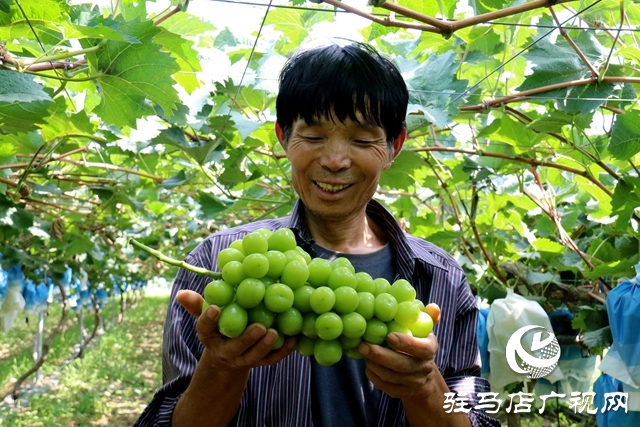 泌陽(yáng)縣春水鎮(zhèn)鄧灣村：葡萄掛滿藤 “葡”寫致富曲