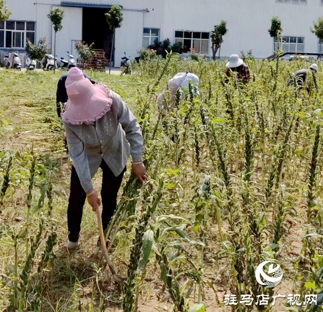 正道香油新產(chǎn)季芝麻即將開磨