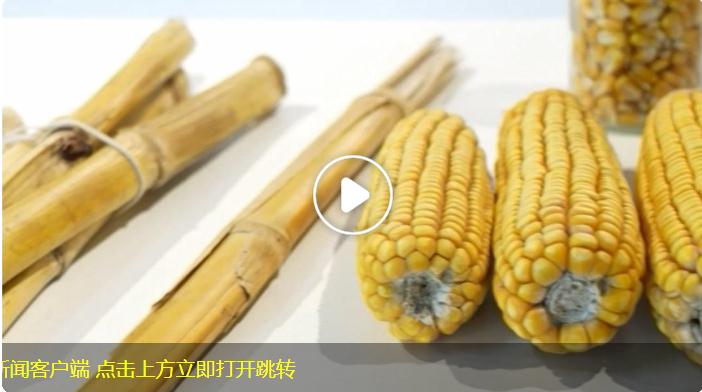 聯(lián)播新說 | 獨家揭秘：玉米秸稈做成的衣服長啥樣？