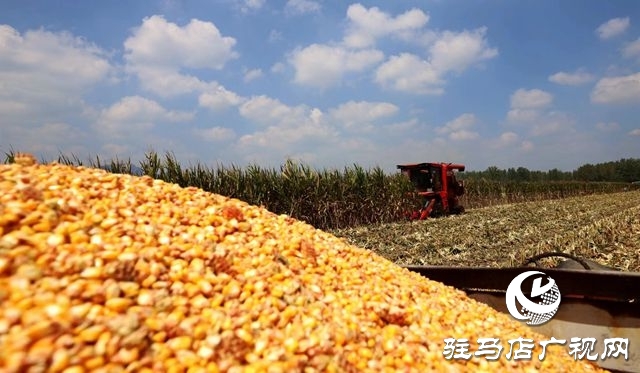驛城區(qū)：趁天搶時忙“秋收”確保秋糧顆粒歸倉