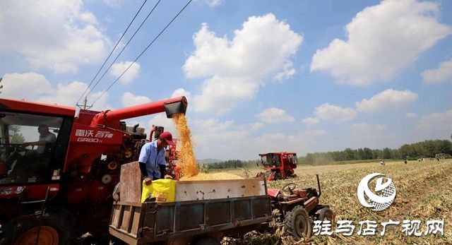 驛城區(qū)：趁天搶時忙“秋收”確保秋糧顆粒歸倉