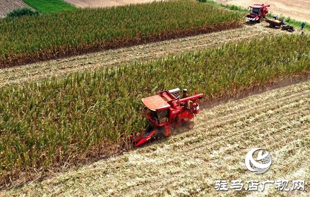 驛城區(qū)：趁天搶時忙“秋收”確保秋糧顆粒歸倉