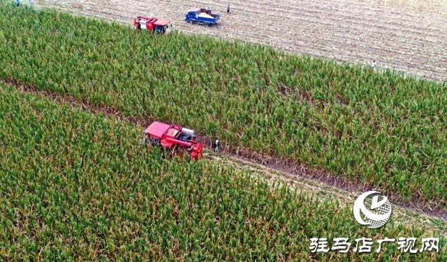 驛城區(qū)：趁天搶時忙“秋收”確保秋糧顆粒歸倉