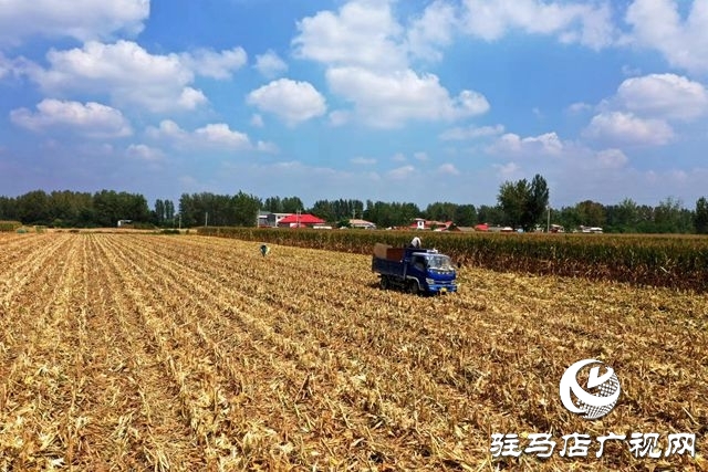 驛城區(qū)：趁天搶時忙“秋收”確保秋糧顆粒歸倉