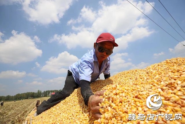 驛城區(qū)：趁天搶時忙“秋收”確保秋糧顆粒歸倉