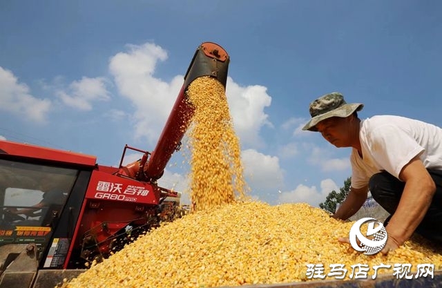 驛城區(qū)：趁天搶時忙“秋收”確保秋糧顆粒歸倉