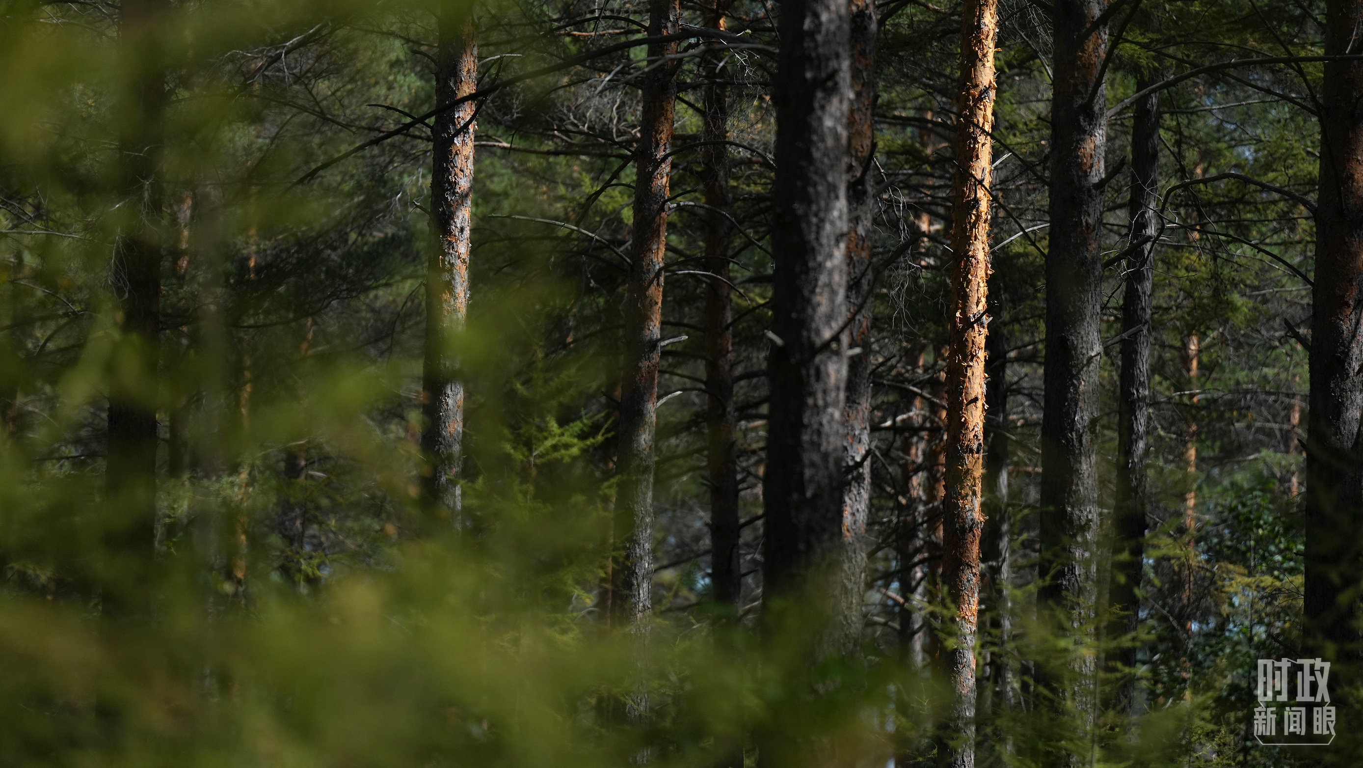 時政新聞眼丨時隔五年再赴黑龍江，習近平關(guān)心這些事