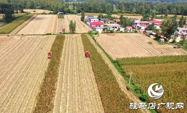 驛城區(qū)：趁天搶時忙“秋收”確保秋糧顆粒歸倉