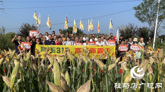 玉米新品種育玉315現(xiàn)場(chǎng)觀摩會(huì)在駐馬店召開(kāi)