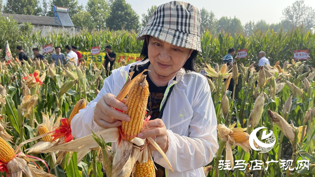 玉米新品種育玉315現(xiàn)場(chǎng)觀摩會(huì)在駐馬店召開(kāi)