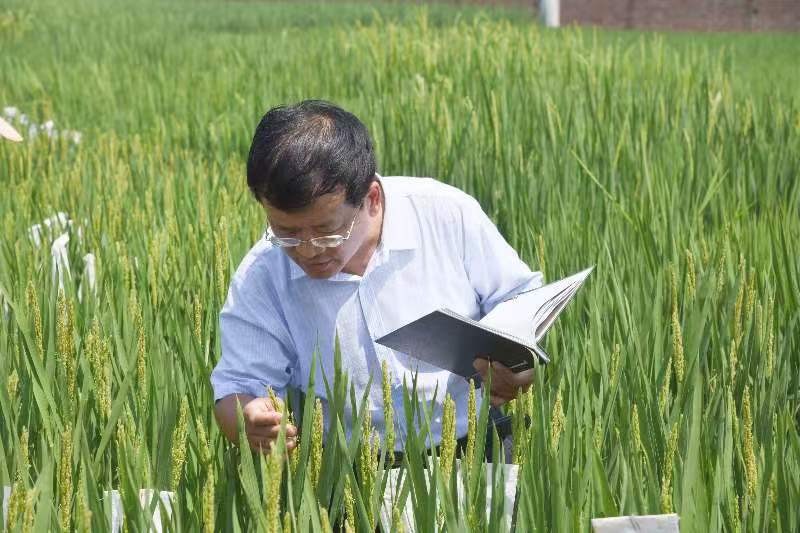 稻花香里說(shuō)豐年丨又是一年稻滿(mǎn)倉(cāng) 看新鄉(xiāng)用農(nóng)業(yè)“芯”端牢了“中國(guó)碗”