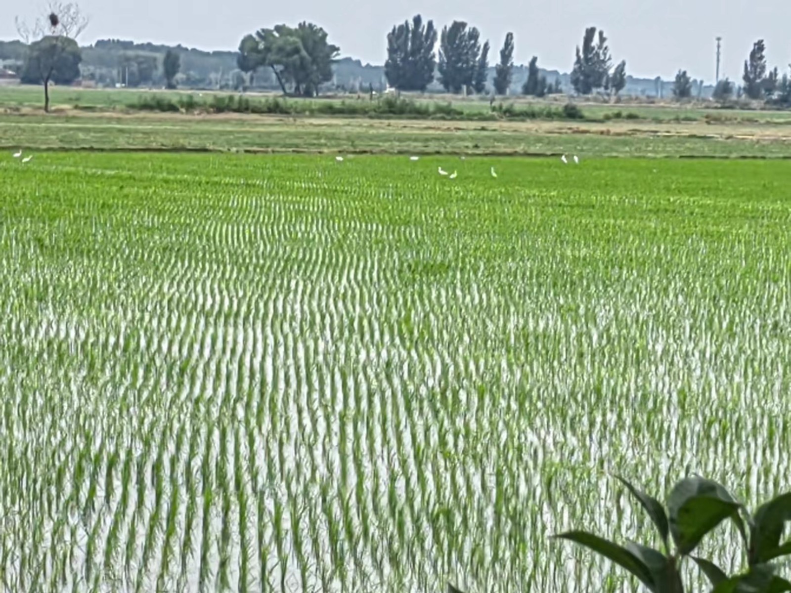 稻花香里說(shuō)豐年丨又是一年稻滿(mǎn)倉(cāng) 看新鄉(xiāng)用農(nóng)業(yè)“芯”端牢了“中國(guó)碗”