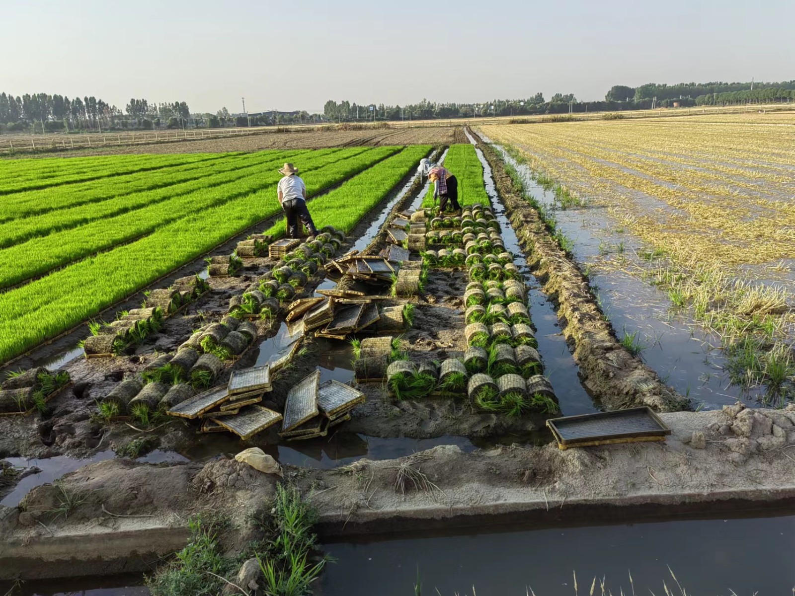 稻花香里說(shuō)豐年丨又是一年稻滿(mǎn)倉(cāng) 看新鄉(xiāng)用農(nóng)業(yè)“芯”端牢了“中國(guó)碗”
