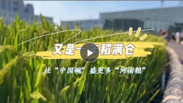 稻花香里說(shuō)豐年丨又是一年稻滿(mǎn)倉(cāng) 看新鄉(xiāng)用農(nóng)業(yè)“芯”端牢了“中國(guó)碗”