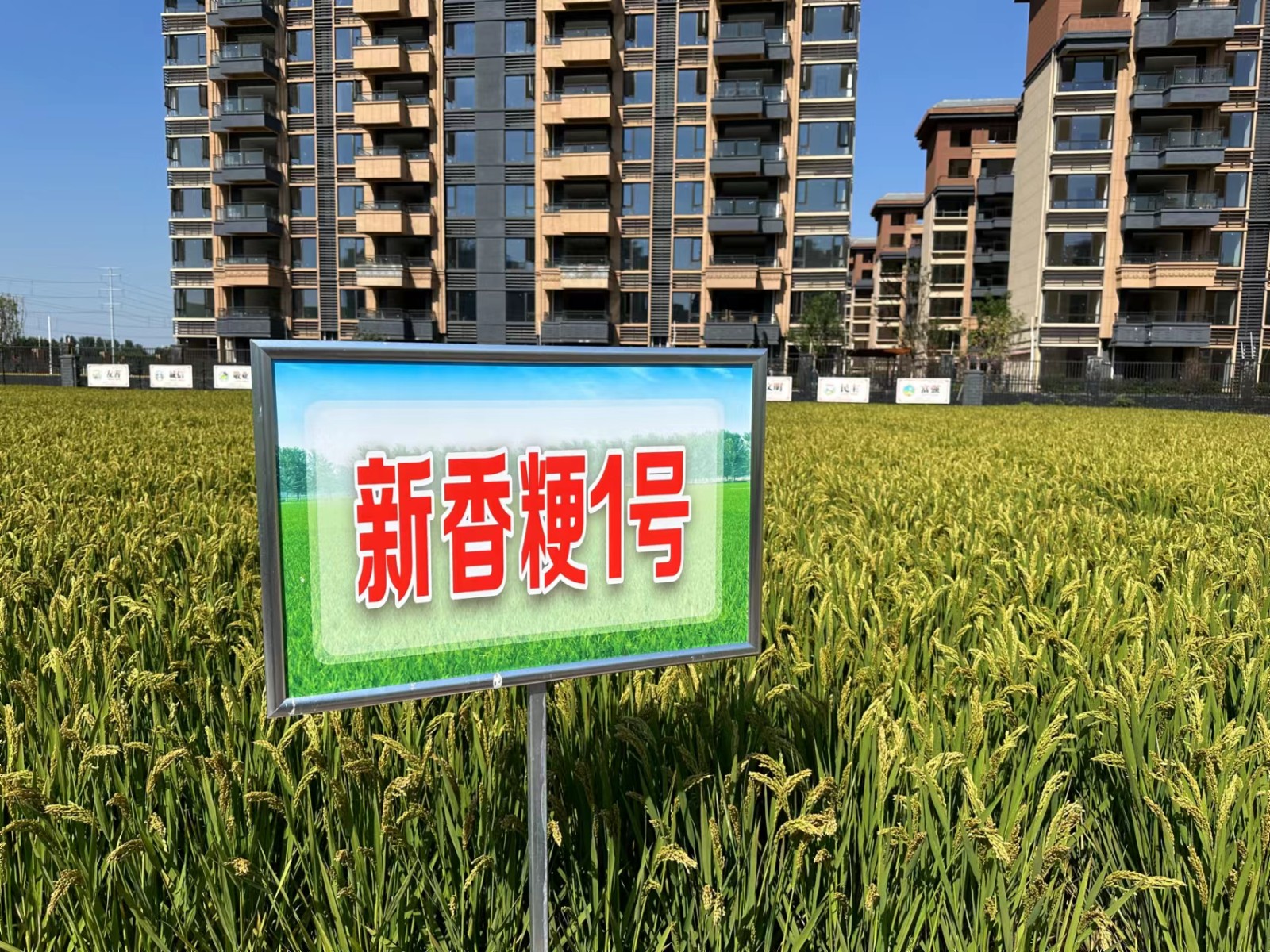 稻花香里說(shuō)豐年丨又是一年稻滿(mǎn)倉(cāng) 看新鄉(xiāng)用農(nóng)業(yè)“芯”端牢了“中國(guó)碗”