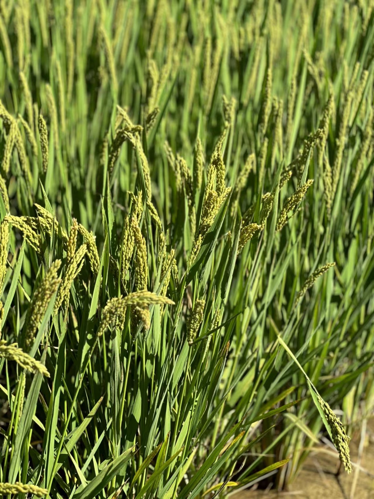 稻花香里說(shuō)豐年丨又是一年稻滿(mǎn)倉(cāng) 看新鄉(xiāng)用農(nóng)業(yè)“芯”端牢了“中國(guó)碗”