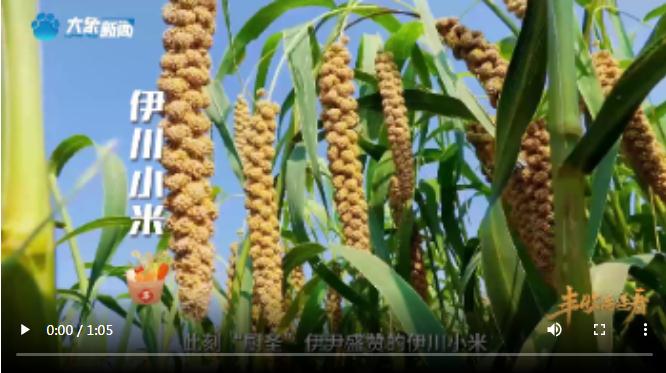 “國色天香”的河洛之地有多少美味？洛陽農(nóng)業(yè)農(nóng)村局局長帶你嘗美食賞美景！