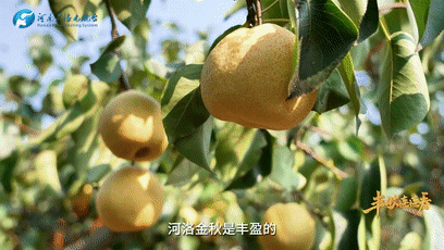 “國色天香”的河洛之地有多少美味？洛陽農(nóng)業(yè)農(nóng)村局局長帶你嘗美食賞美景！