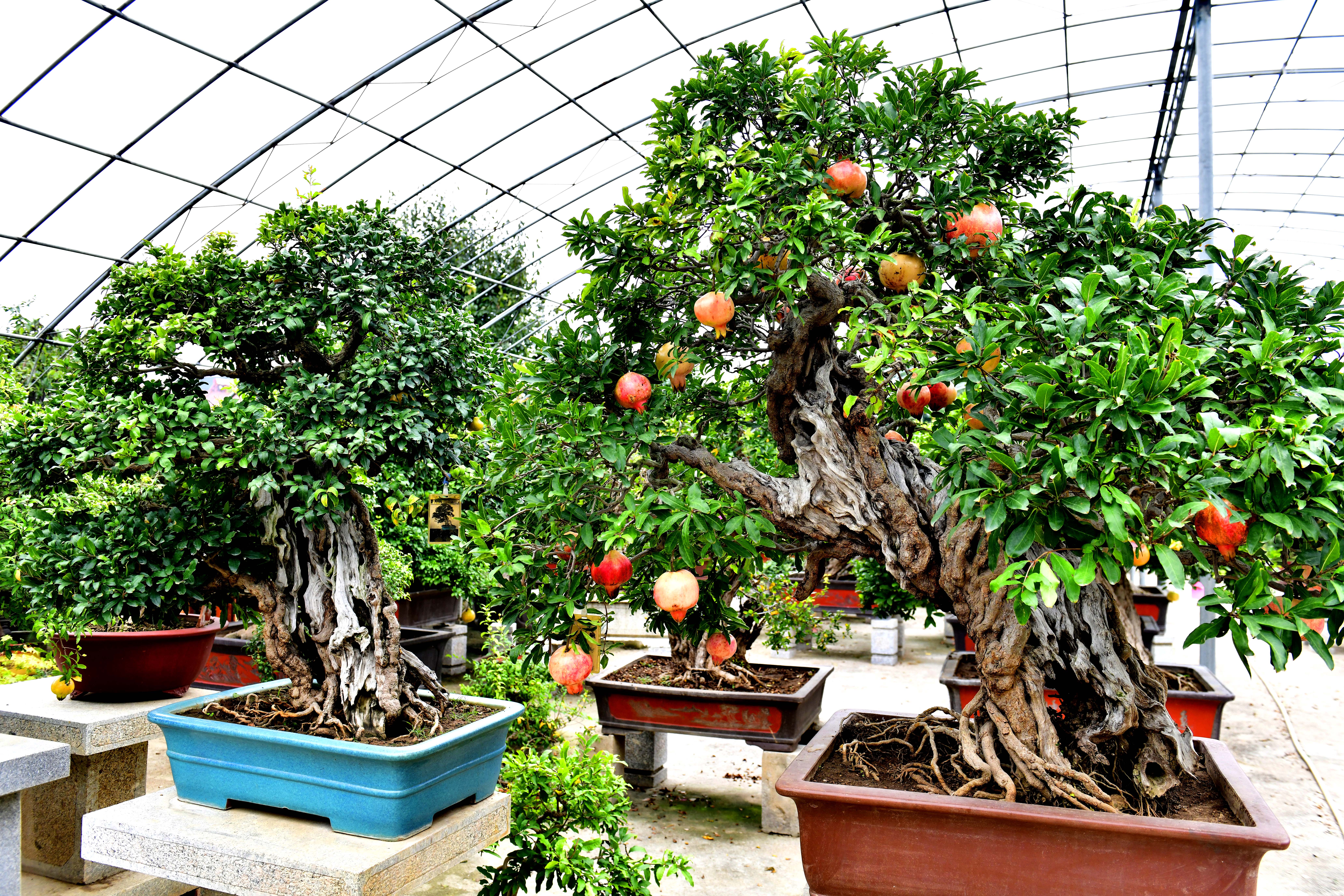 新聞多一點(diǎn) | 棗莊的石榴