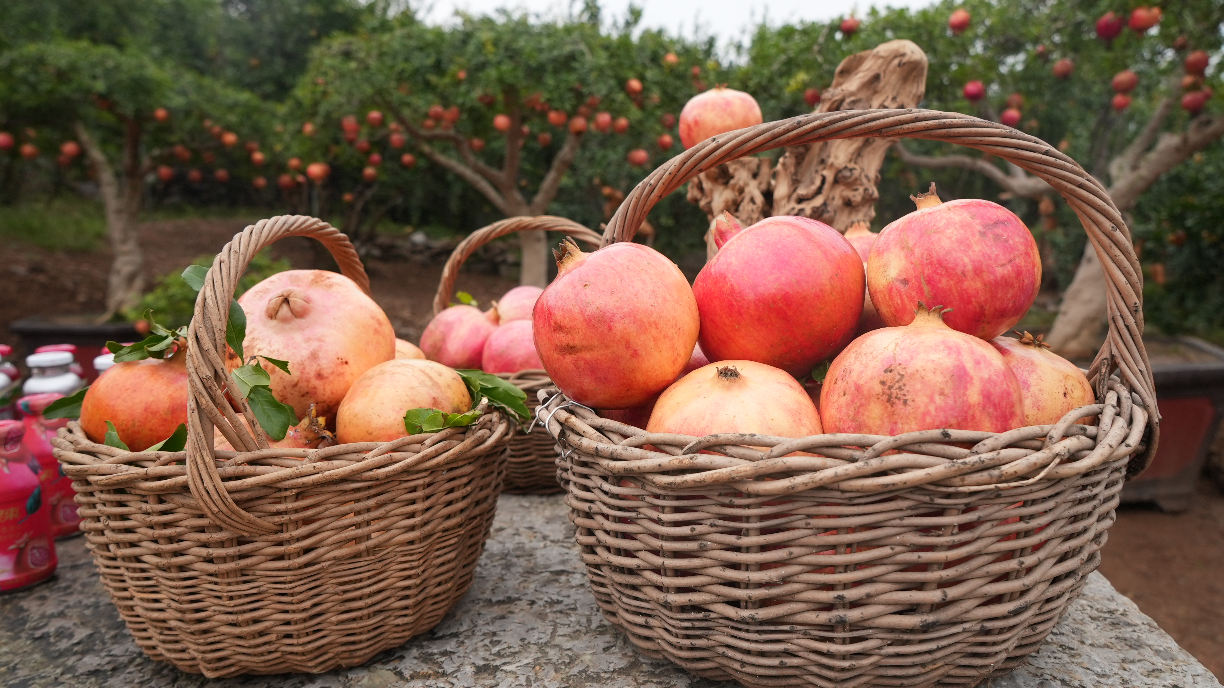 新聞多一點(diǎn) | 棗莊的石榴