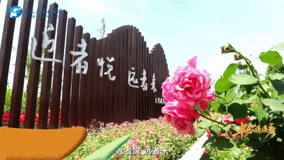 鷹城還盛產(chǎn)韭菜和肉鴿？平頂山農(nóng)業(yè)農(nóng)村局局長@你來富硒糧倉曬早秋！