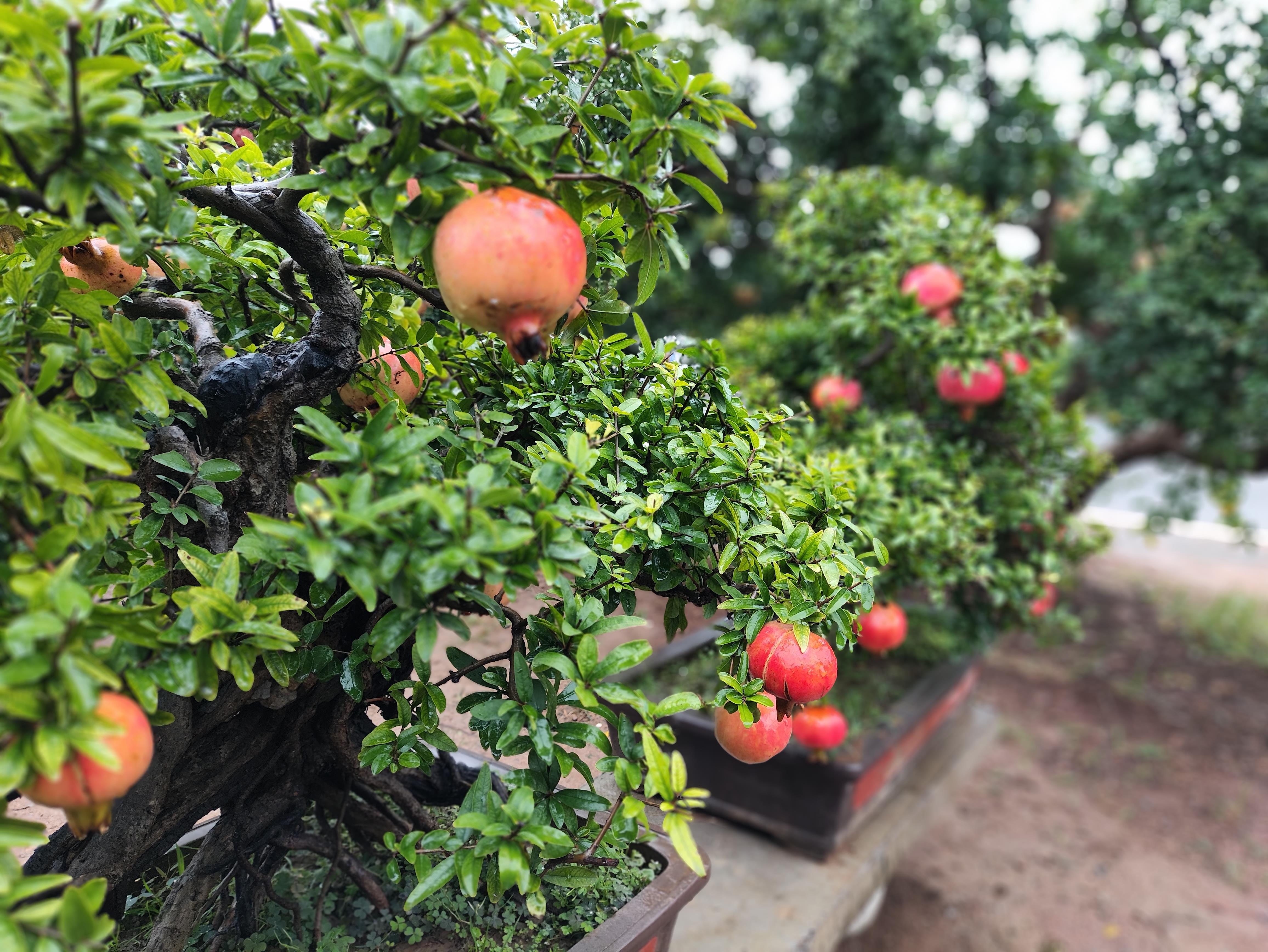 鑒往知來，跟著總書記學(xué)歷史丨千年石榴園 振興新畫卷