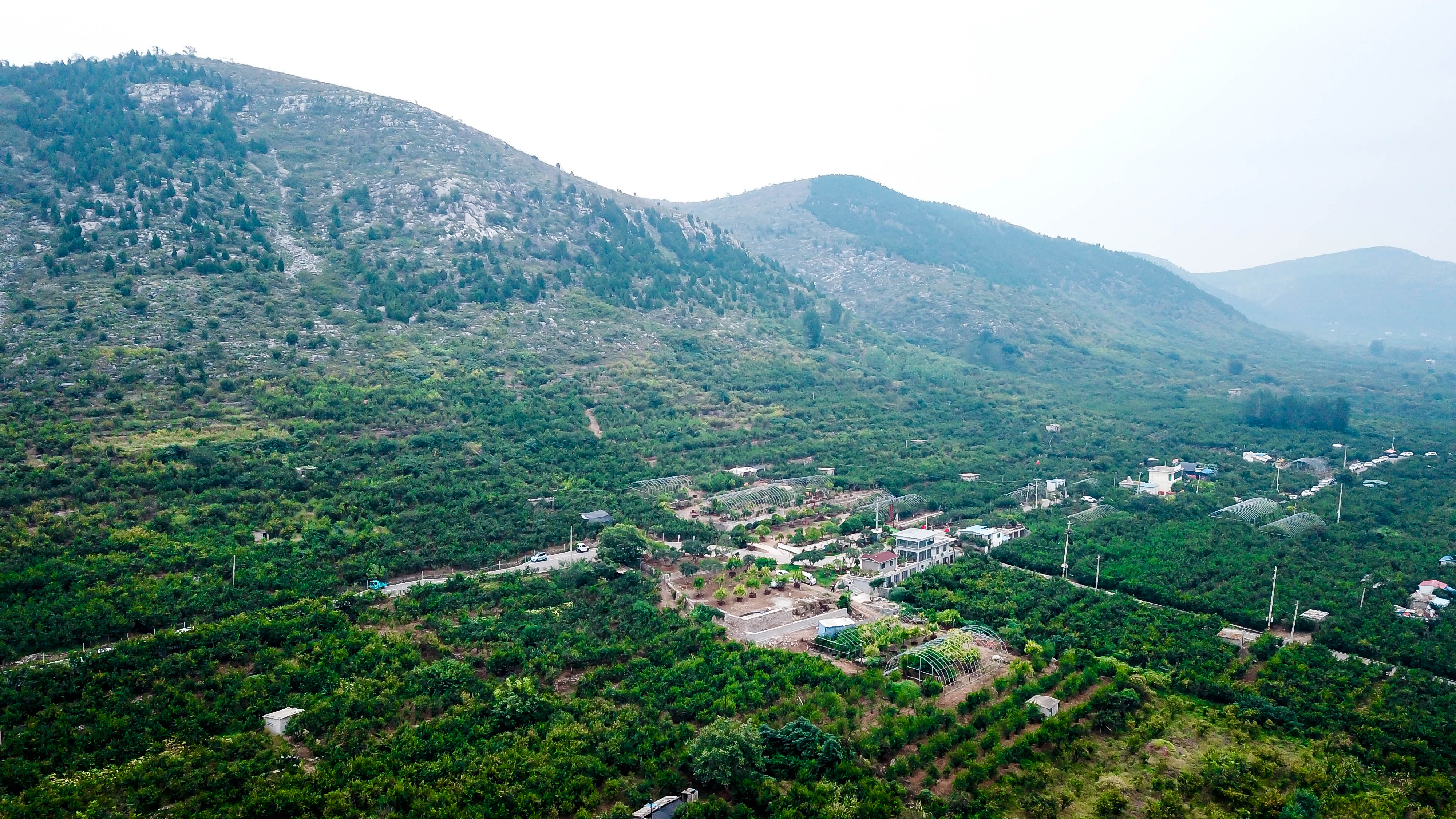 新聞多一點(diǎn) | 棗莊的石榴