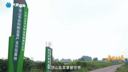 鷹城還盛產(chǎn)韭菜和肉鴿？平頂山農(nóng)業(yè)農(nóng)村局局長@你來富硒糧倉曬早秋！