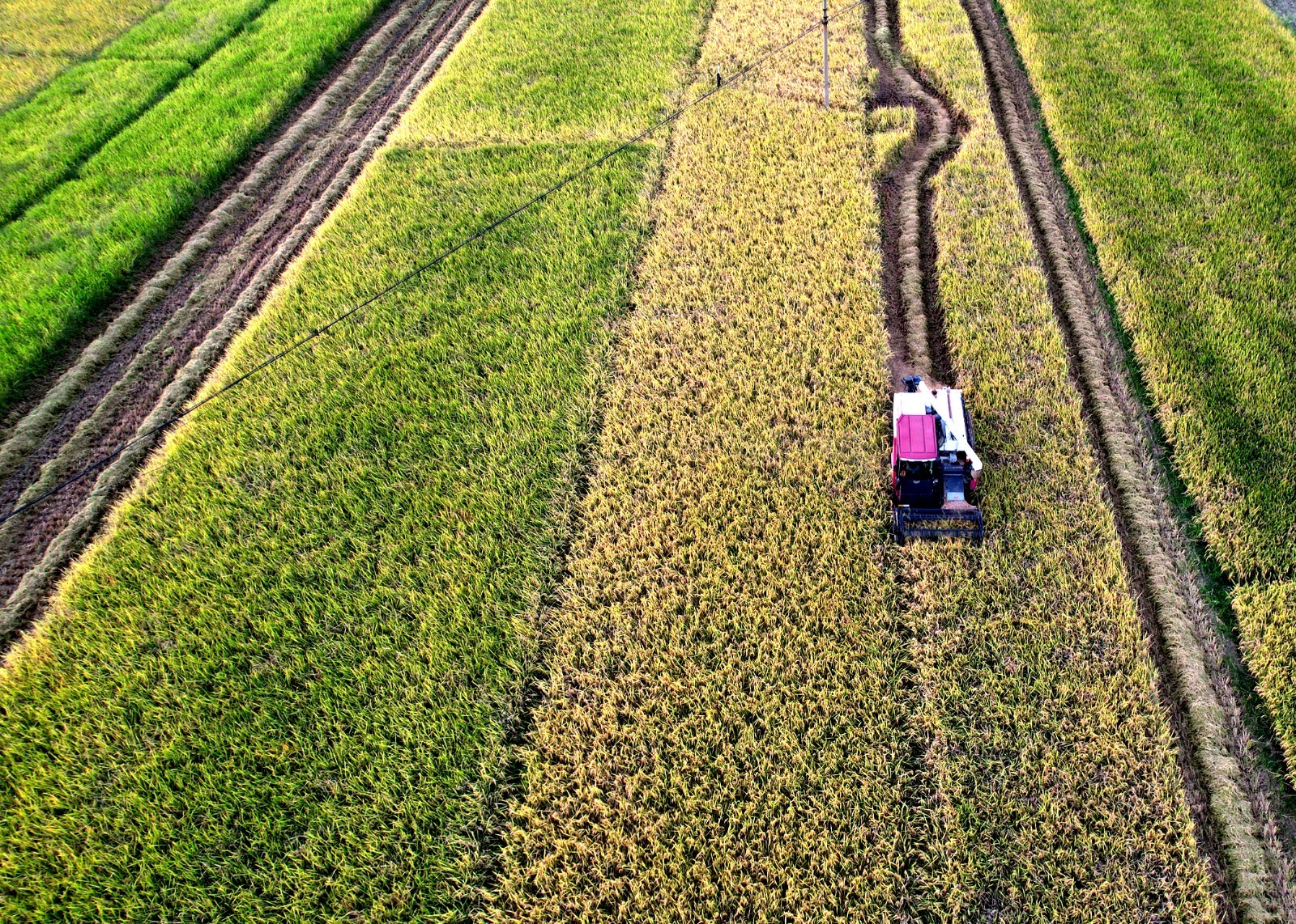 稻花香里說(shuō)豐年丨忙收割、忙接單……中原大地全面進(jìn)入“收秋時(shí)間”